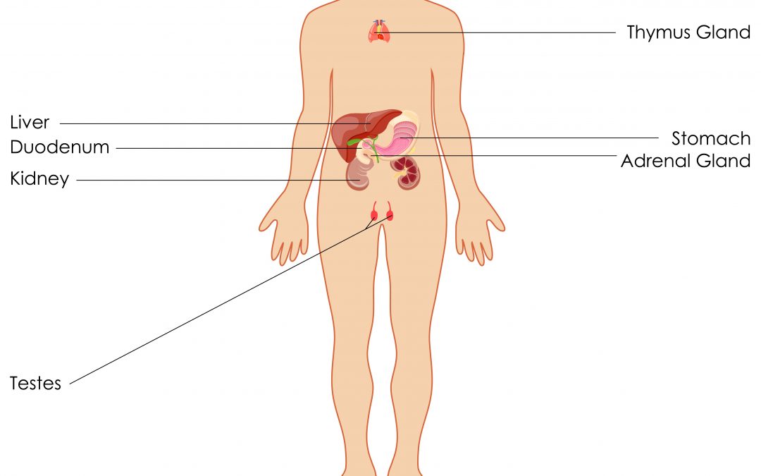 What Does the Endocrine System Do?